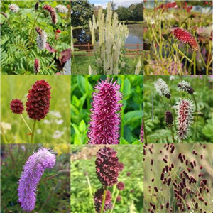 Sanguisorba Collection 6x2l